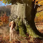 Zurawi Klangor Dom Z Sauna I Jacuzzi Ramsowo