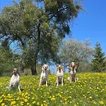 Zurawi Klangor Dom Z Sauna I Jacuzzi 度假居 *