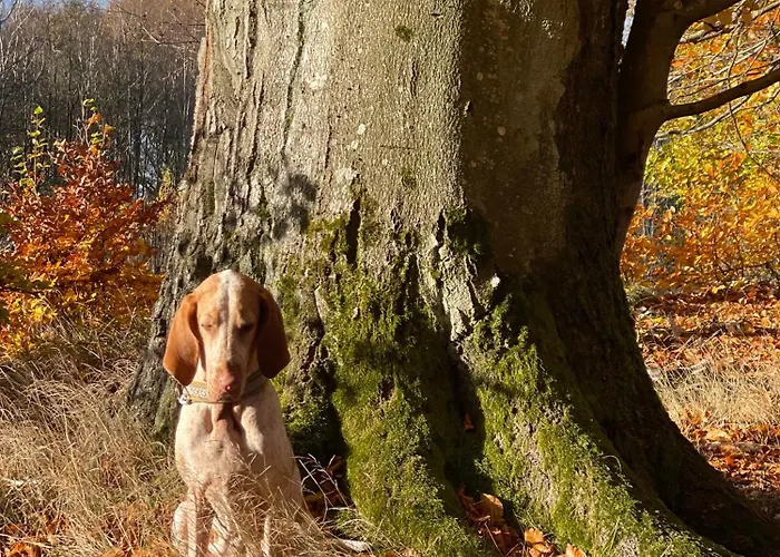 Zurawi Klangor Dom Z Sauna I Jacuzzi Ramsowo