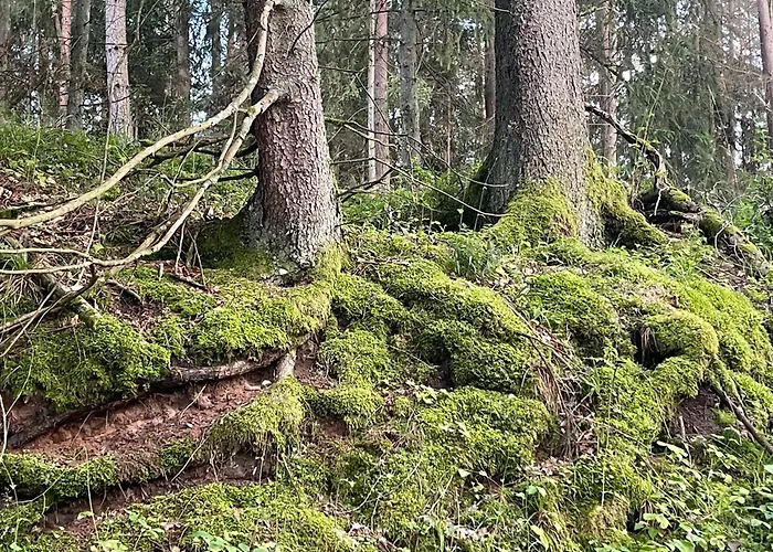 Дом отдыха Zurawi Klangor Dom Z Sauna I Jacuzzi Ramsowo